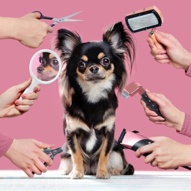 Pet Grooming And Hygiene